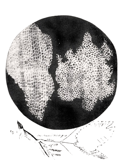 Hooke's Micrographia