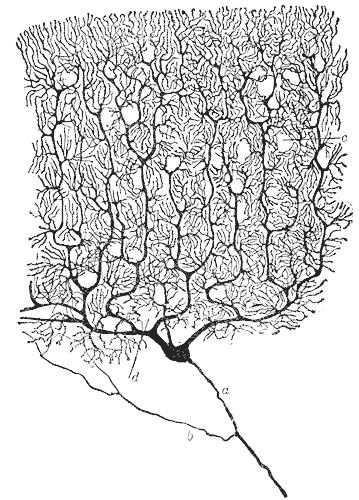 Purkinje Cell by Cajal